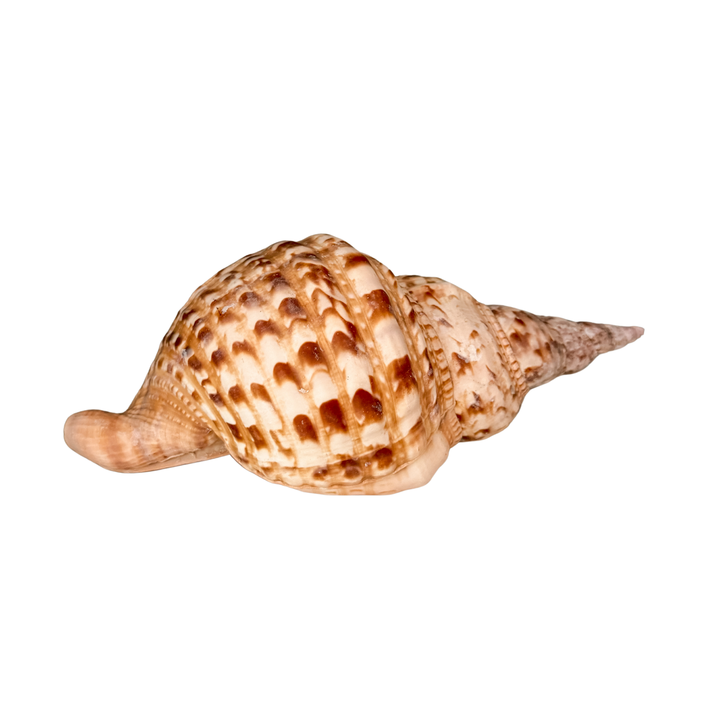 Natural Triton Trumpet Shell