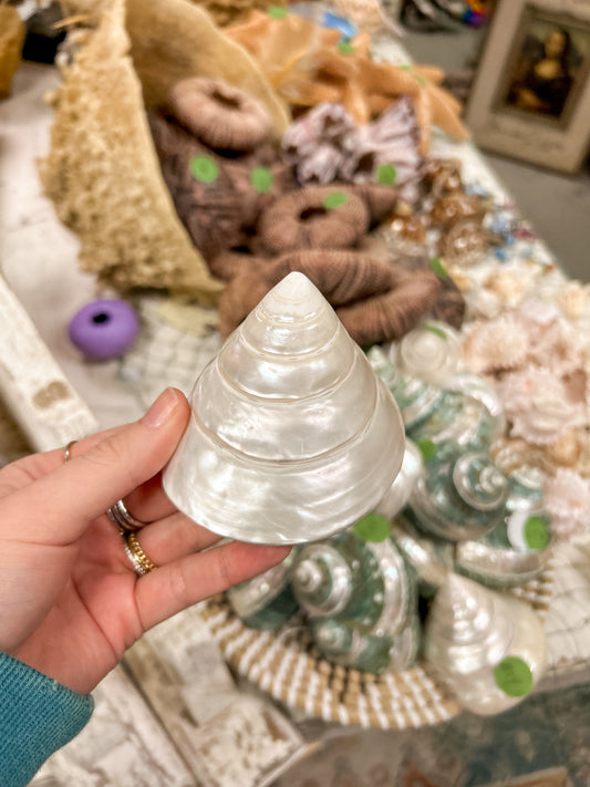 Natural Polished Trochus Shell ￼
