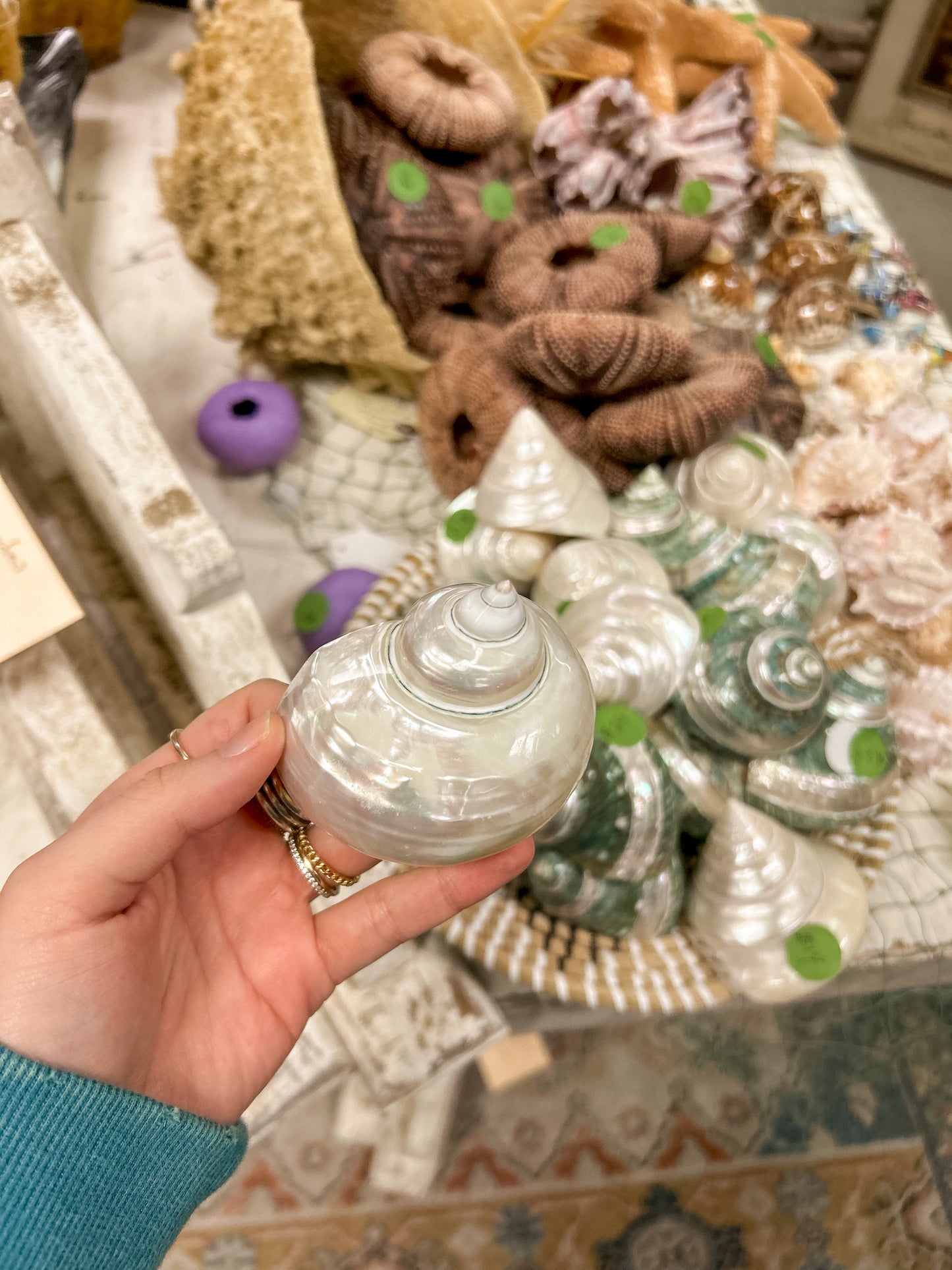 Natural Polished Turbo Shell | Mother of Pearl