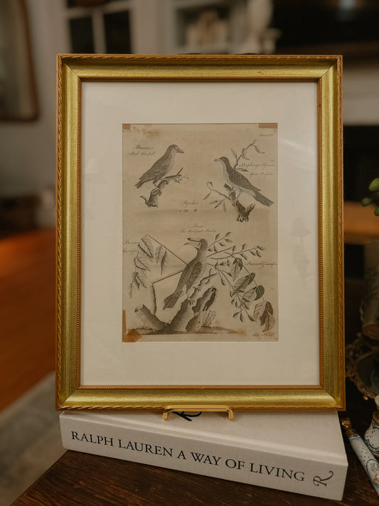 1700s Copper Plate Bird Engraving