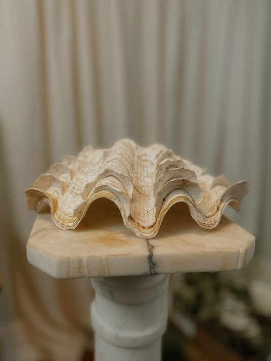 Large Ruffled Clam