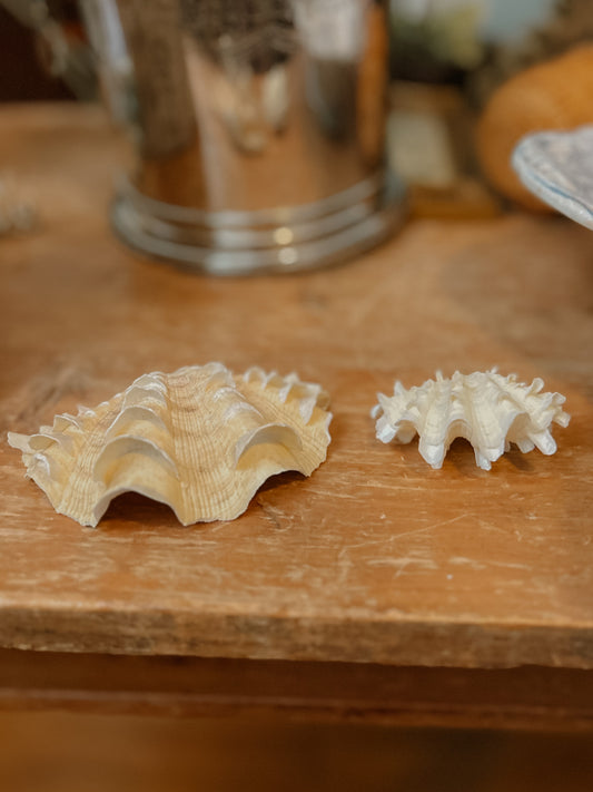 Mini Ruffled Clam + free medium:)