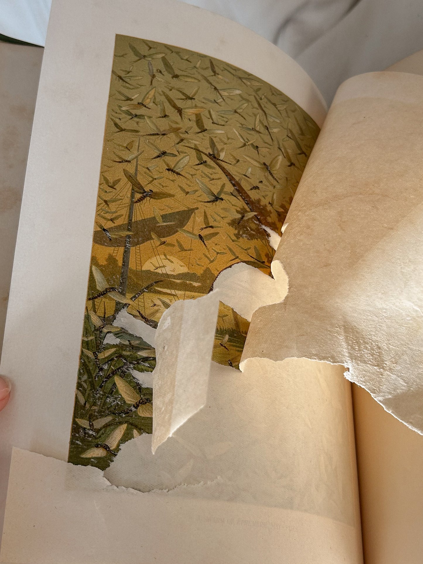 The Riverside Natural History, Volume II