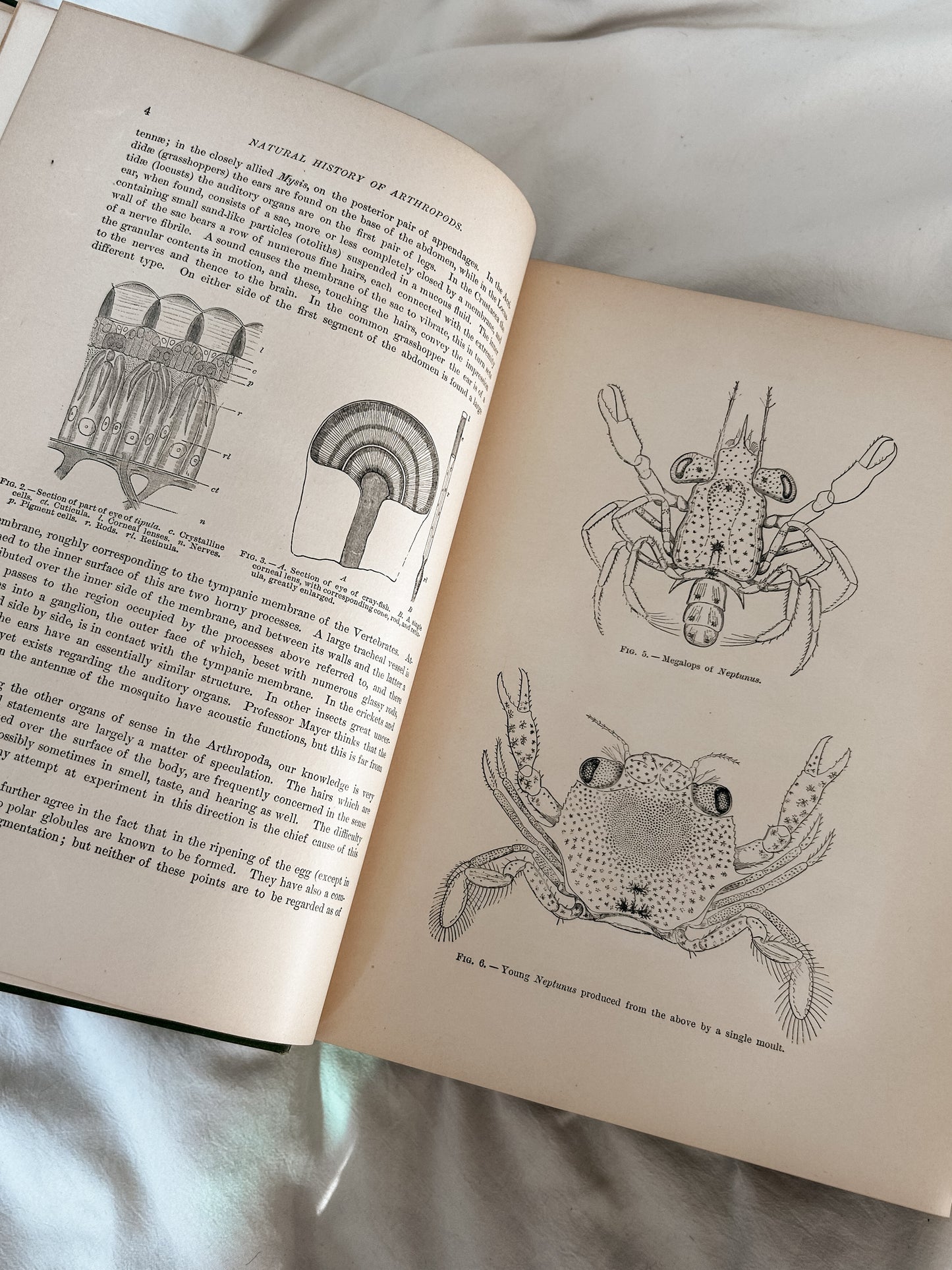 The Riverside Natural History, Volume II
