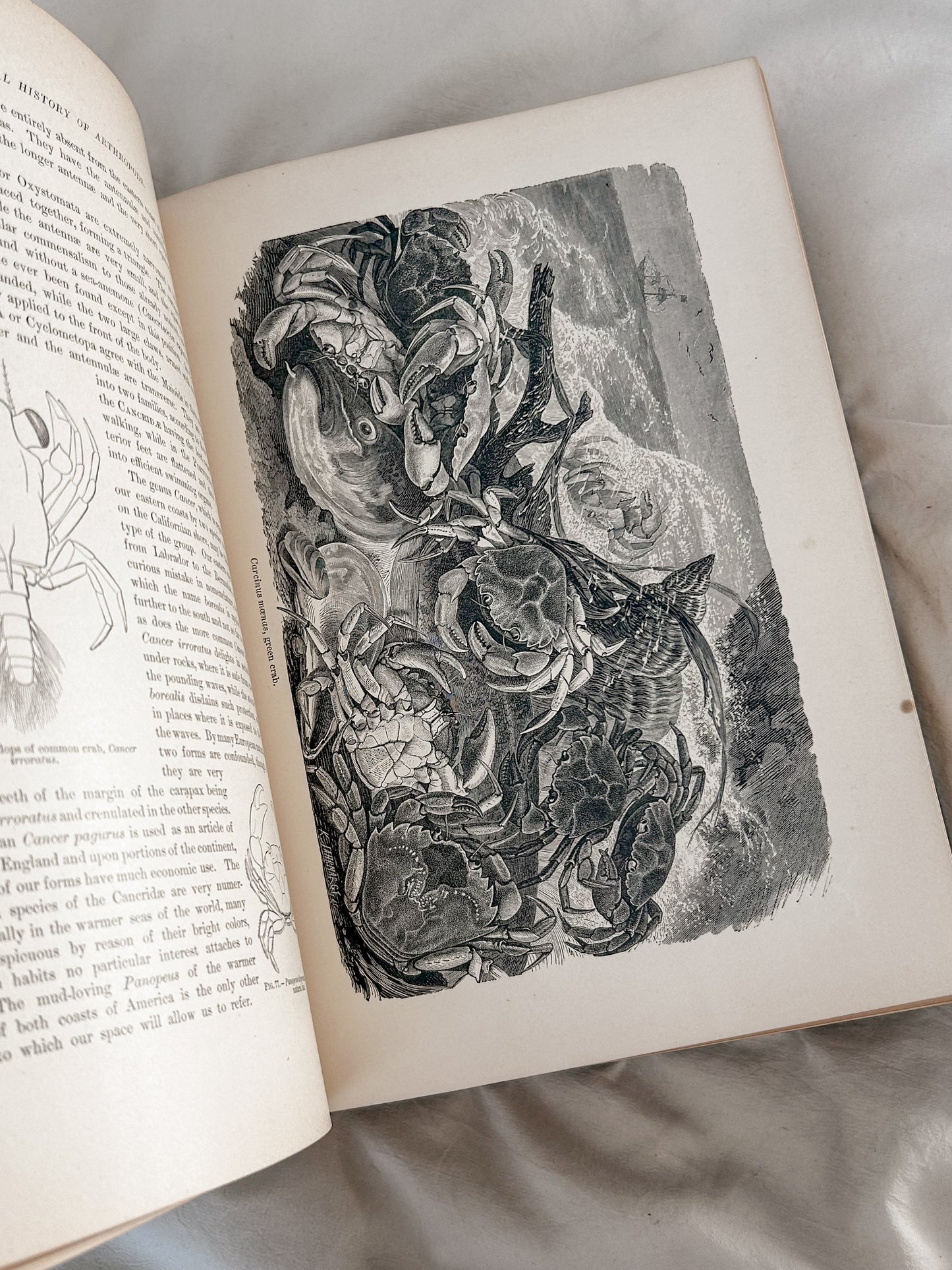 The Riverside Natural History, Volume II