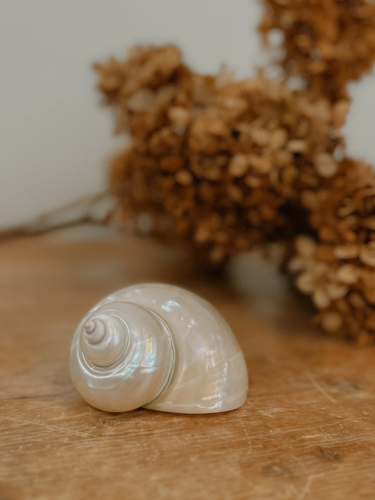 Polished mother of pearl turbo shell